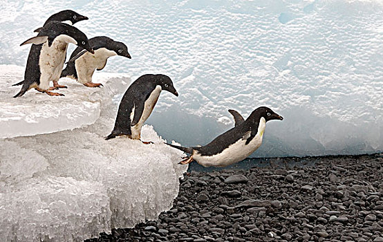 阿德利企鹅,企鹅,成年,跳跃,冰,南极
