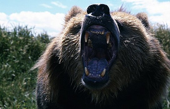 愤怒,棕熊
