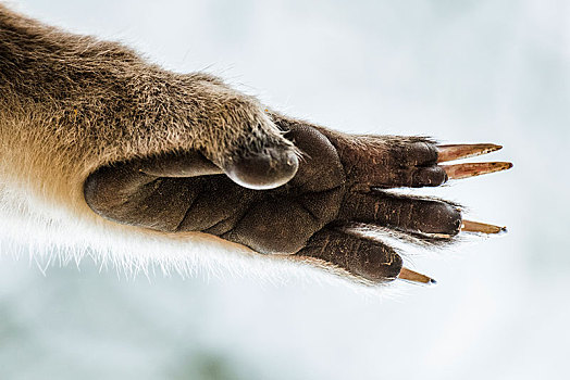 树袋熊,爪子,特写,南澳大利亚州,澳大利亚,大洋洲