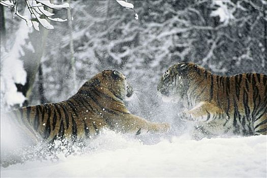 西伯利亚虎,东北虎,一对,玩,一起,雪中,自然,东南部,西伯利亚