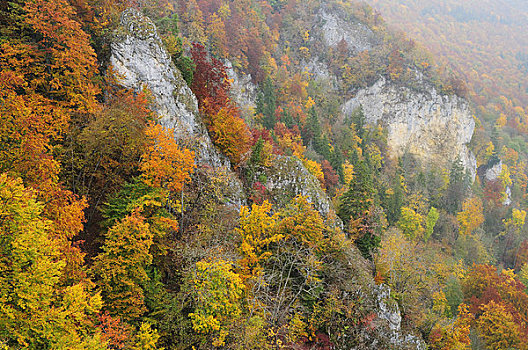 秋日树林,山,河,多瑙河,德国