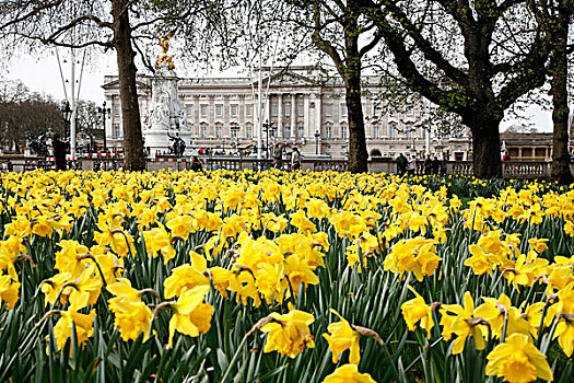 英国,伦敦,看穿,水仙花,绿色公园,白金汉宫