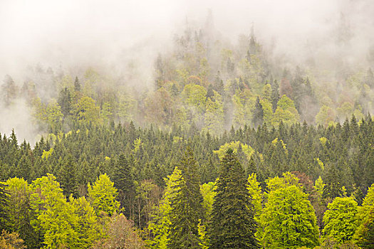 树林,雨天,山谷,乌伯阿玛高,阿尔卑斯山,上巴伐利亚,巴伐利亚,德国,欧洲