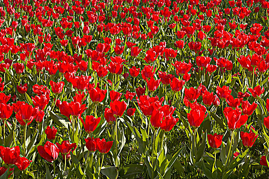 大,花坛,红色,郁金香,瑞典