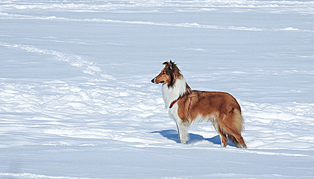 雪地狗