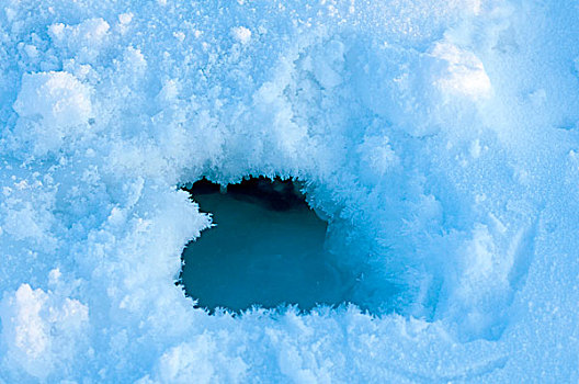 楚科奇海,岸边,手推车,阿拉斯加,呼吸,洞,浮冰