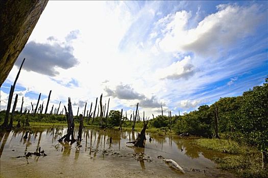 石化,树,水中,尤卡坦半岛,墨西哥