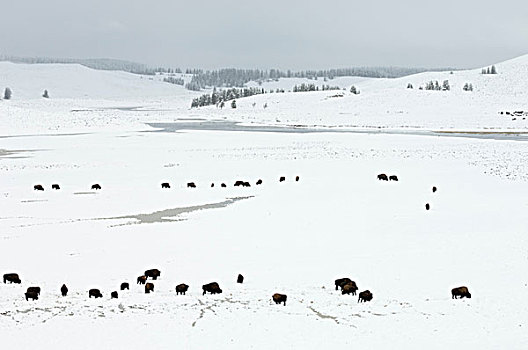 野牛,牧群,积雪,地点,黄石国家公园,怀俄明,美国