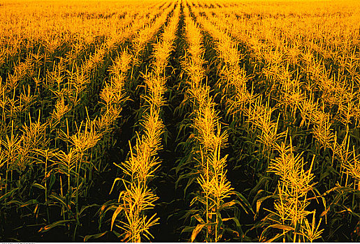 玉米田,靠近,艾伯塔省,加拿大
