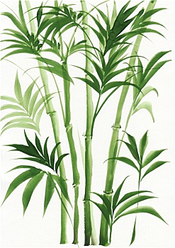 水彩画,棕榈树,竹子