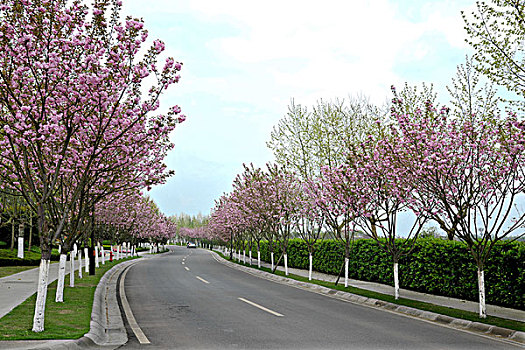 重庆上邦国际樱花大道