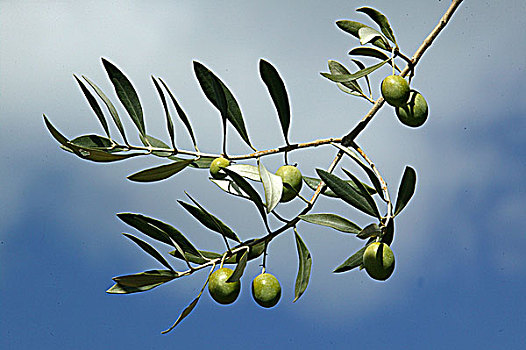 法国,橄榄树