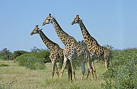 马赛长颈鹿,热带草原,肯尼亚