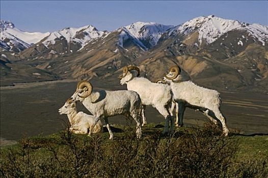 野大白羊,公羊,多彩,夏天,德纳里国家公园