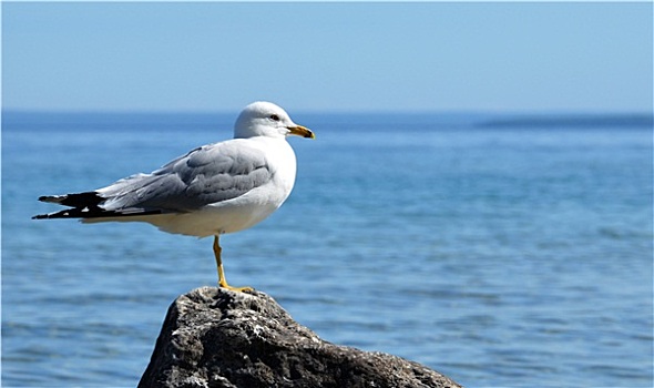 海鸥,麦基诺岛