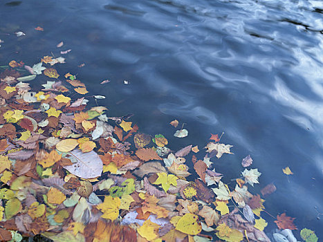 落叶,水面,湖