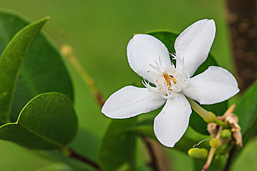 栀子,花