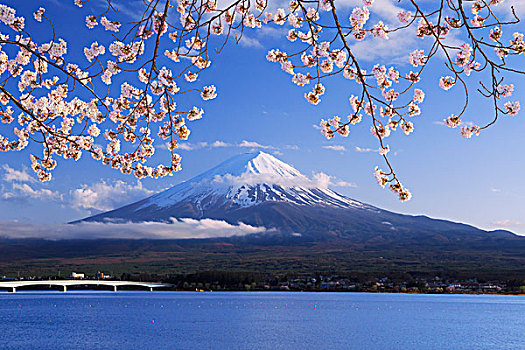 樱桃树,湖,山梨县