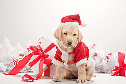 拉布拉多犬,小狗,圣诞节,服饰