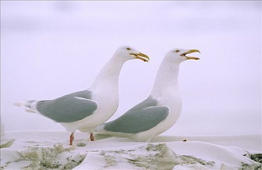 海鸥,一对,沟通,雪中,欧洲