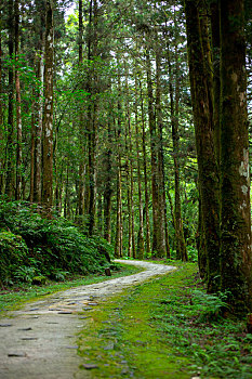 台湾宜兰县森林高山湖泊,明池山庄的森林步道