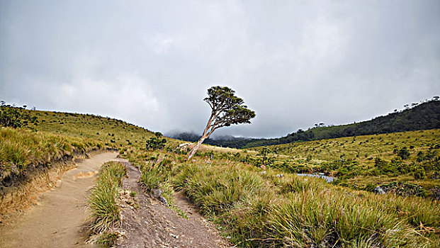 霍顿平原