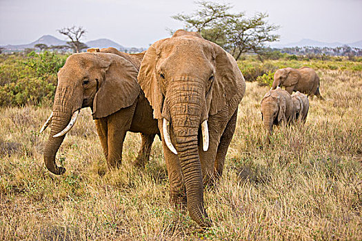 非洲,肯尼亚,大象,追踪
