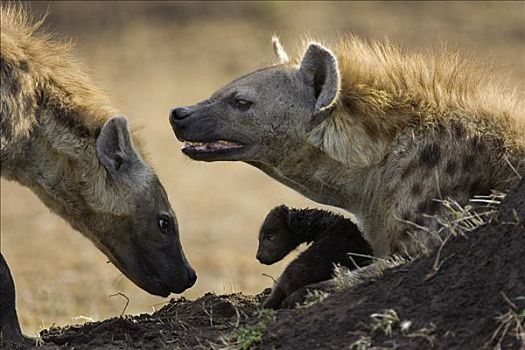 斑鬣狗,母兽,防护,3-4岁,白天,老,幼兽,马赛马拉国家保护区,肯尼亚