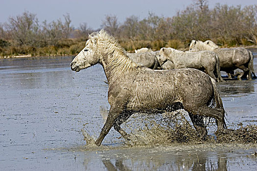 卡马格马,牧群,站在水中,法国南部