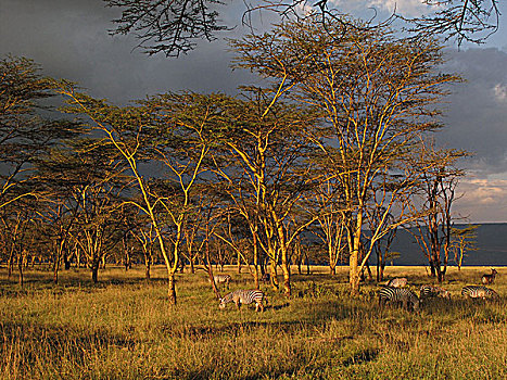 肯尼亚野生动物