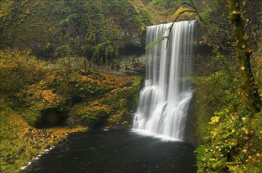 瀑布,树林,银色瀑布州立公园,俄勒冈,美国