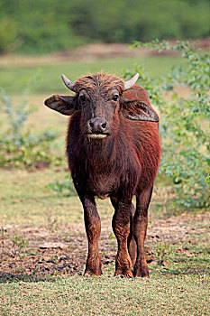水牛,幼兽,国家公园,斯里兰卡,亚洲