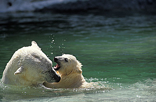 极地,北极熊,女性,幼兽,玩,水中
