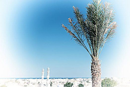 马斯喀特,阿曼,城市,棕榈树,靠近,海景