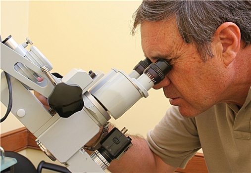 博士,工作,显微镜