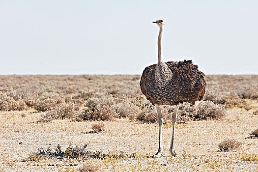 南非,鸵鸟,鸵鸟属,骆驼,站立,草地