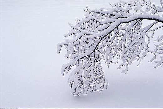 积雪,枝条