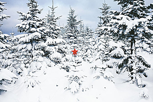 红色,星,积雪,树林