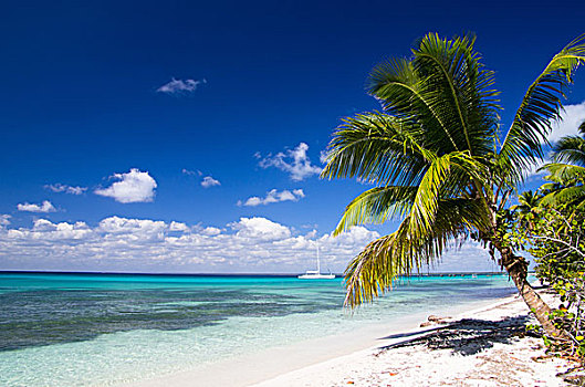 棕榈树,海洋,海滩