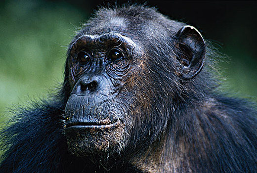 坦桑尼亚,冈贝河国家公园,雌性,黑猩猩,大幅,尺寸