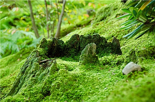 苔藓,林中地面