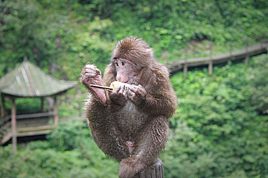 峨眉山猴子