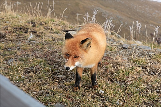 新疆阿勒泰地区山区野生动物狐狸路上野外风光冬天