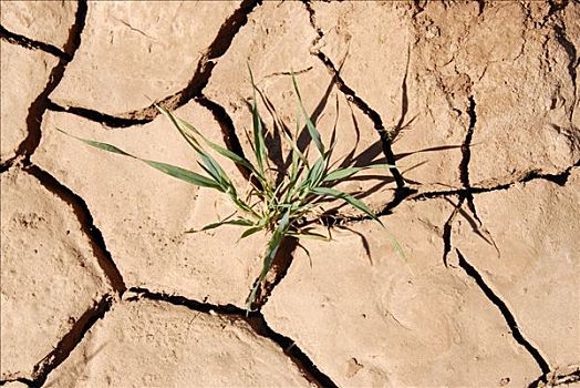 绿色植物,干燥,撕破,土地,干旱,靠近,摩洛哥