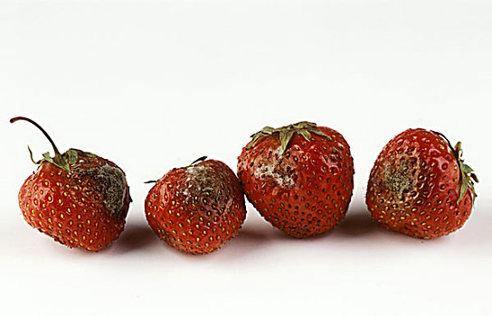 四个,发霉,草莓