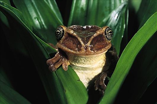 树蛙,青蛙,肖像,厄瓜多尔,秘鲁
