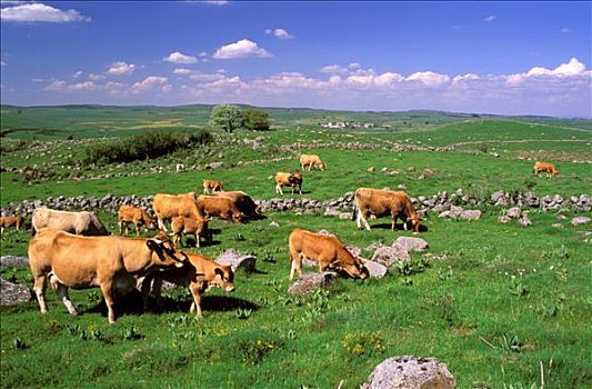 朗格多克-鲁西永大区,母牛,草场,比赛,石头