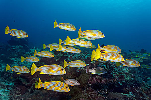 甜唇鱼,大堡礁,太平洋,澳大利亚,大洋洲