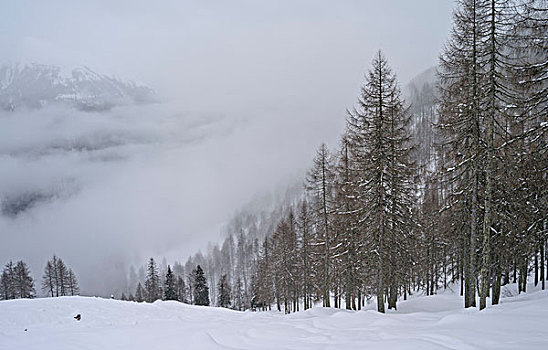 山谷,冬天,落叶松,大雪,雾,奥地利,一月,大幅,尺寸