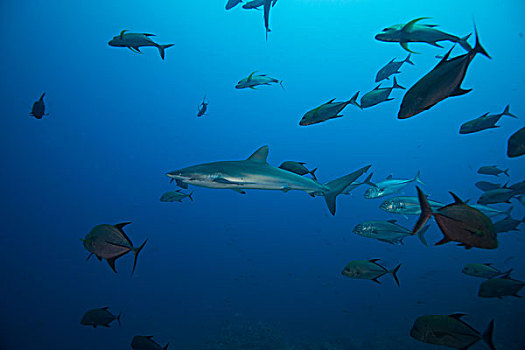 水下视角,鱼群,丝绸,鲨鱼,长鳍真鲨,科利马,墨西哥